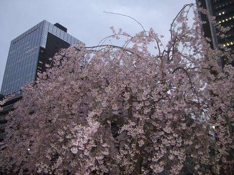 三月の桜